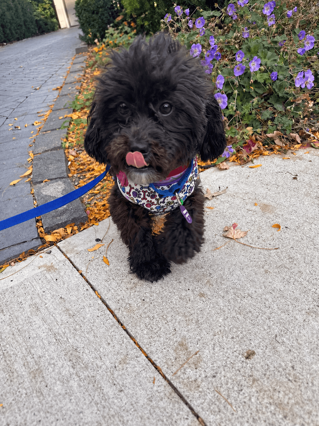 Clove - Mixed Breed available for adoption in Ontario