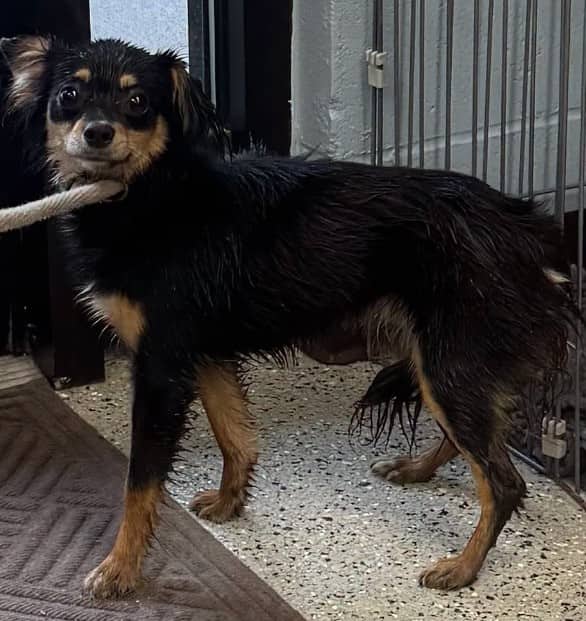 Cremini - Mixed Breed available for adoption in Ontario