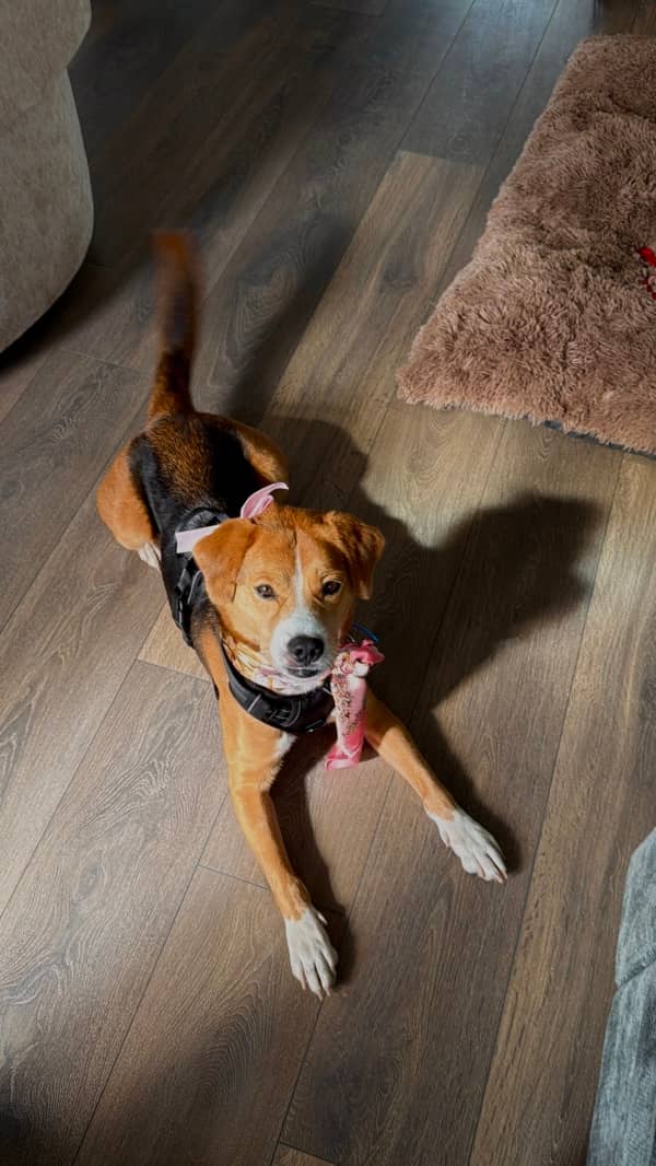 Magpie - Beagle Mix available for adoption in Ontario
