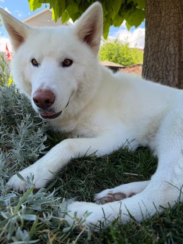 Tivoli - Mixed Breed available for adoption