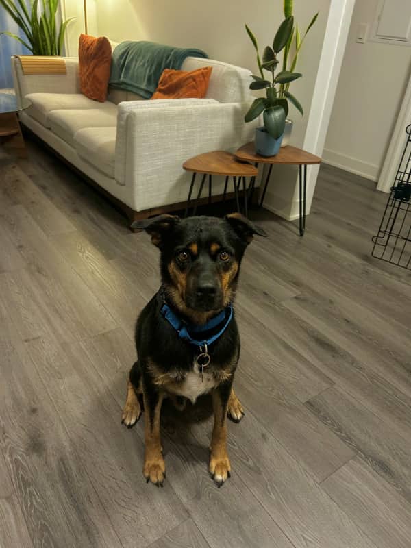 McMaster - Mixed Breed available for adoption in Ontario