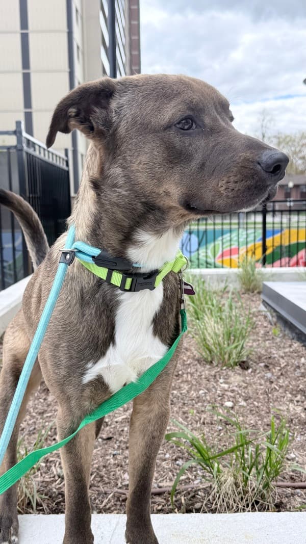 Rivoli - Mixed Breed available for adoption at Redemption Paws in Toronto (1 of 3)