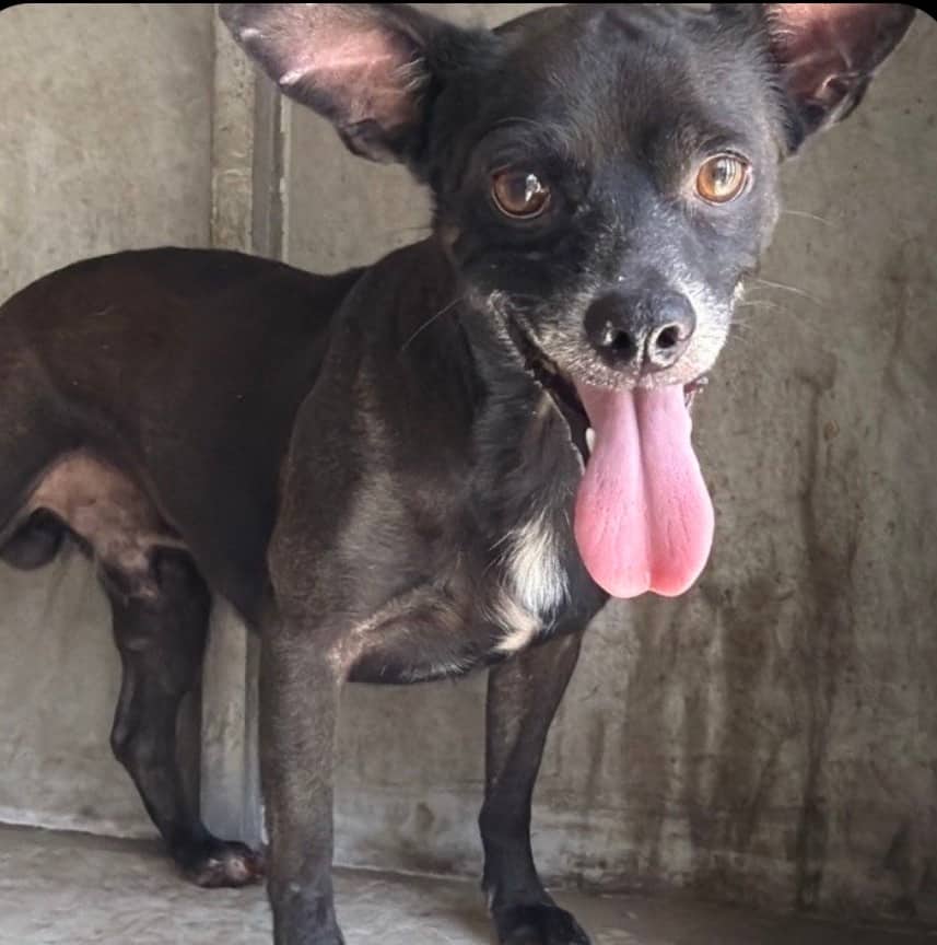 Mugwort - Chihuahua Mix available for adoption in Ontario
