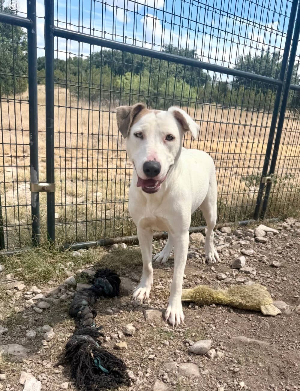 Vanilla Bean - Mixed Breed available for adoption in Ontario