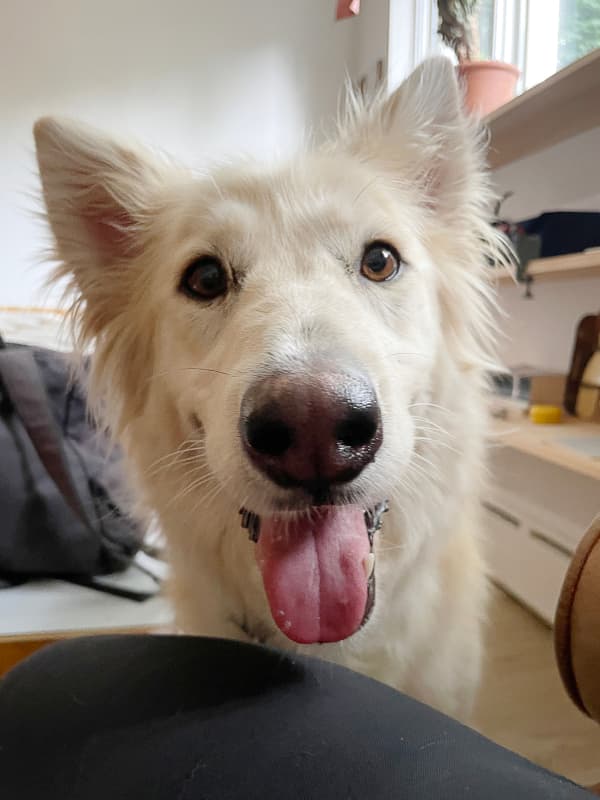 Bari - Mixed Breed available for adoption