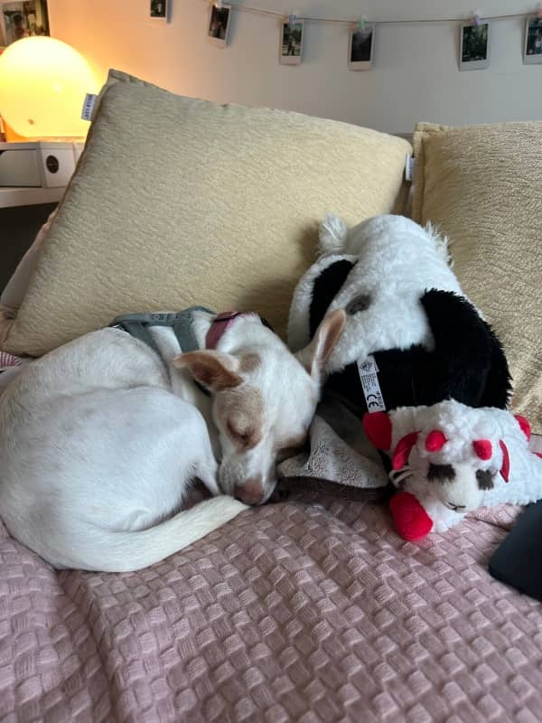 Spellbound - Chihuahua Mix available for adoption in Ontario