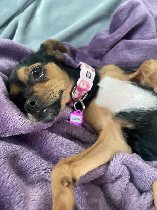 Queens - Mixed Breed available for adoption in Ontario