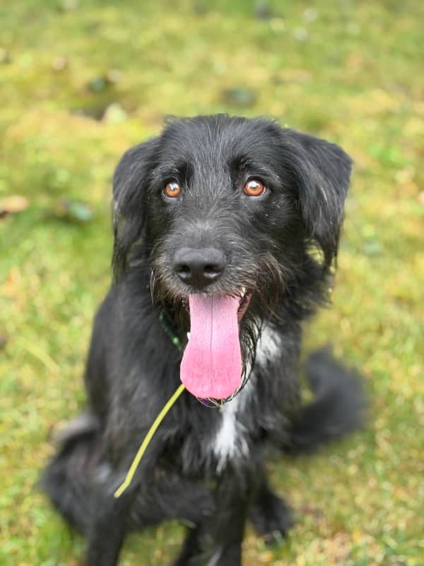 Wilfred - Schnauzer Mix available for adoption in Ontario