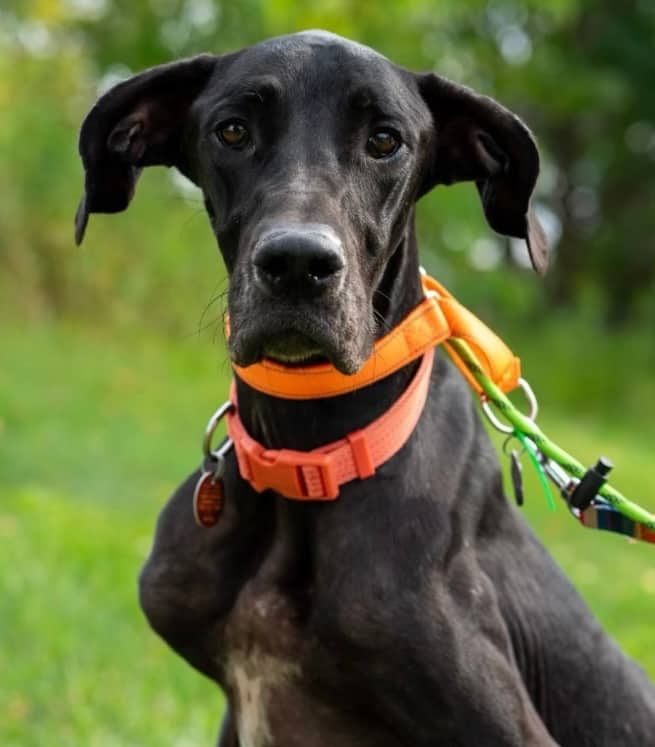 Dalhousie - Mixed Breed available for adoption in Ontario