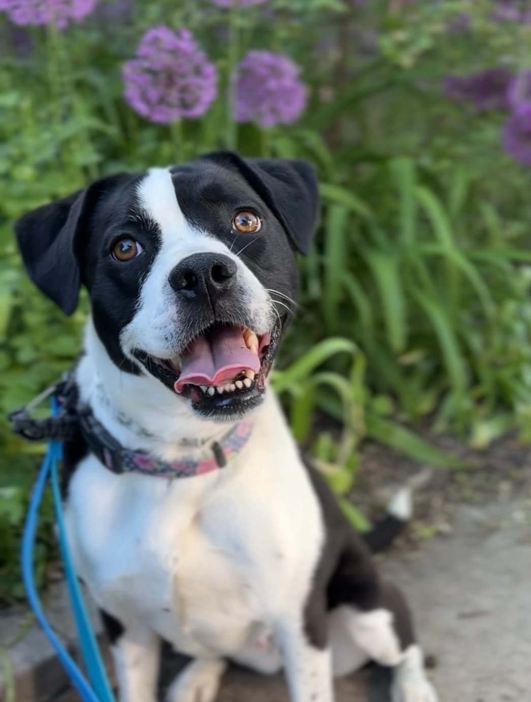 Mod Club - Mixed Breed available for adoption at Redemption Paws in Toronto (1 of 3)