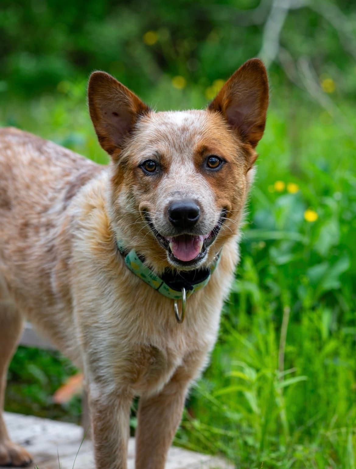 Villeneuve - Mixed Breed available for adoption