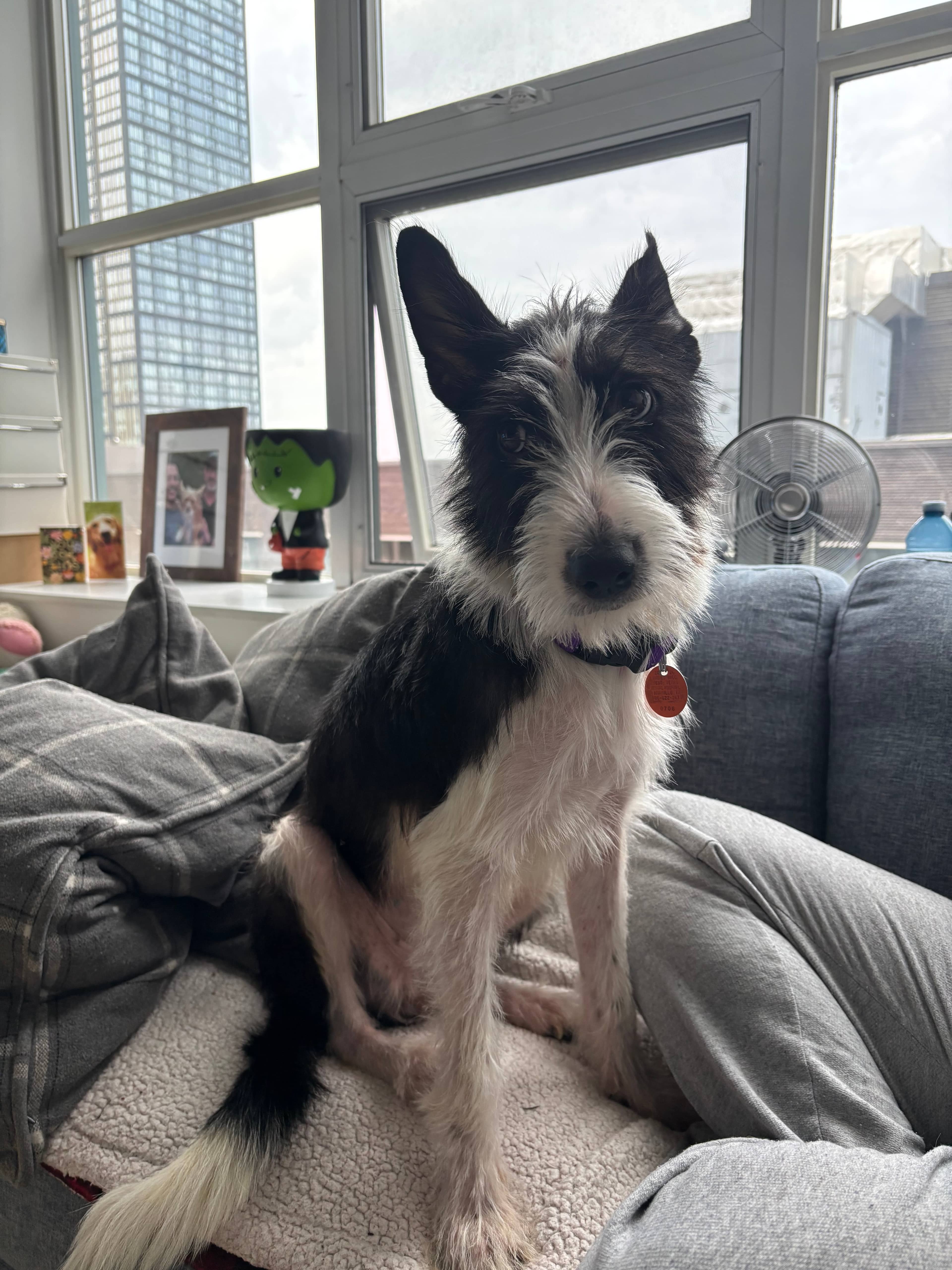 Algoma - Mixed Breed available for adoption in Ontario