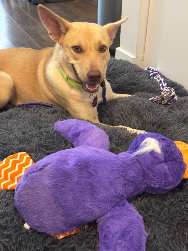 Asti - Mixed Breed available for adoption