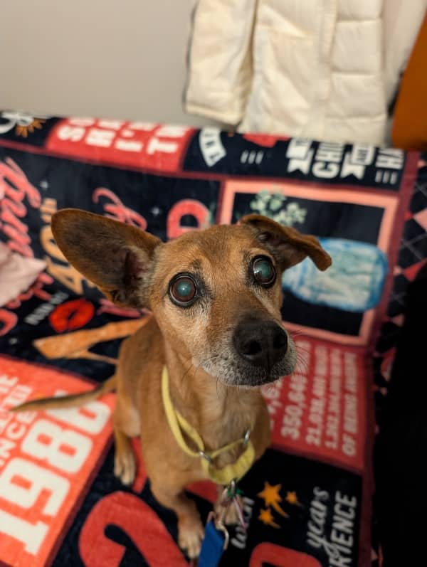Peppercorn - Mixed Breed available for adoption in Ontario