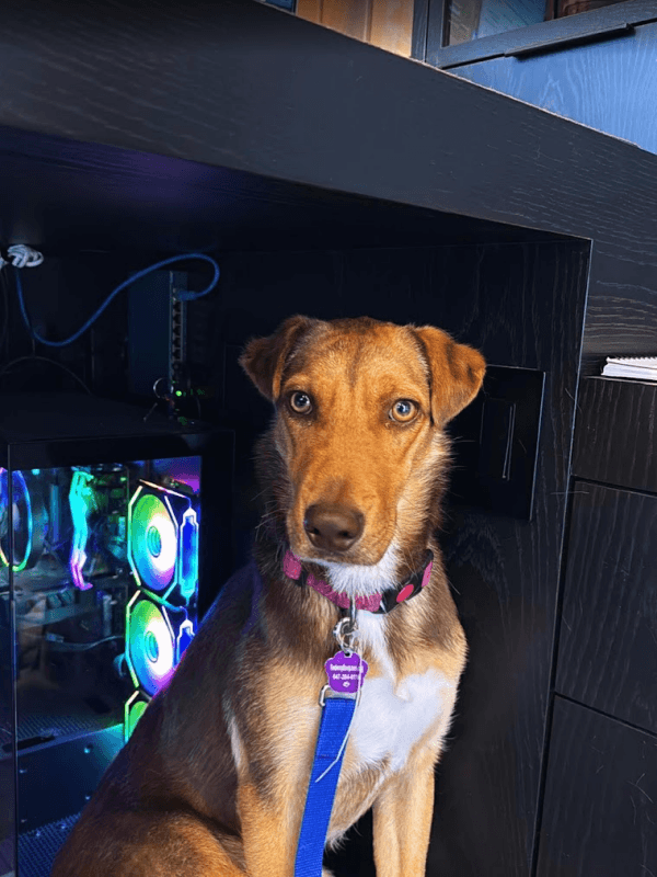 Colin - Mixed Breed available for adoption