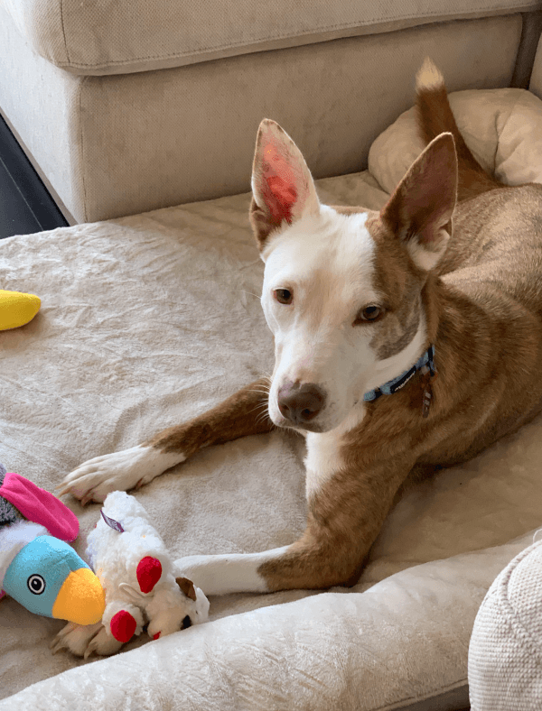 Modena - Mixed Breed available for adoption