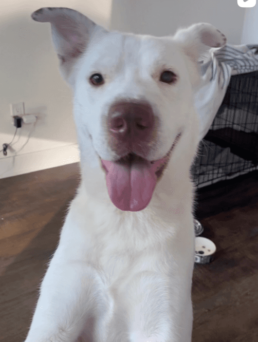 Chanterelle - Mixed Breed available for adoption in Ontario