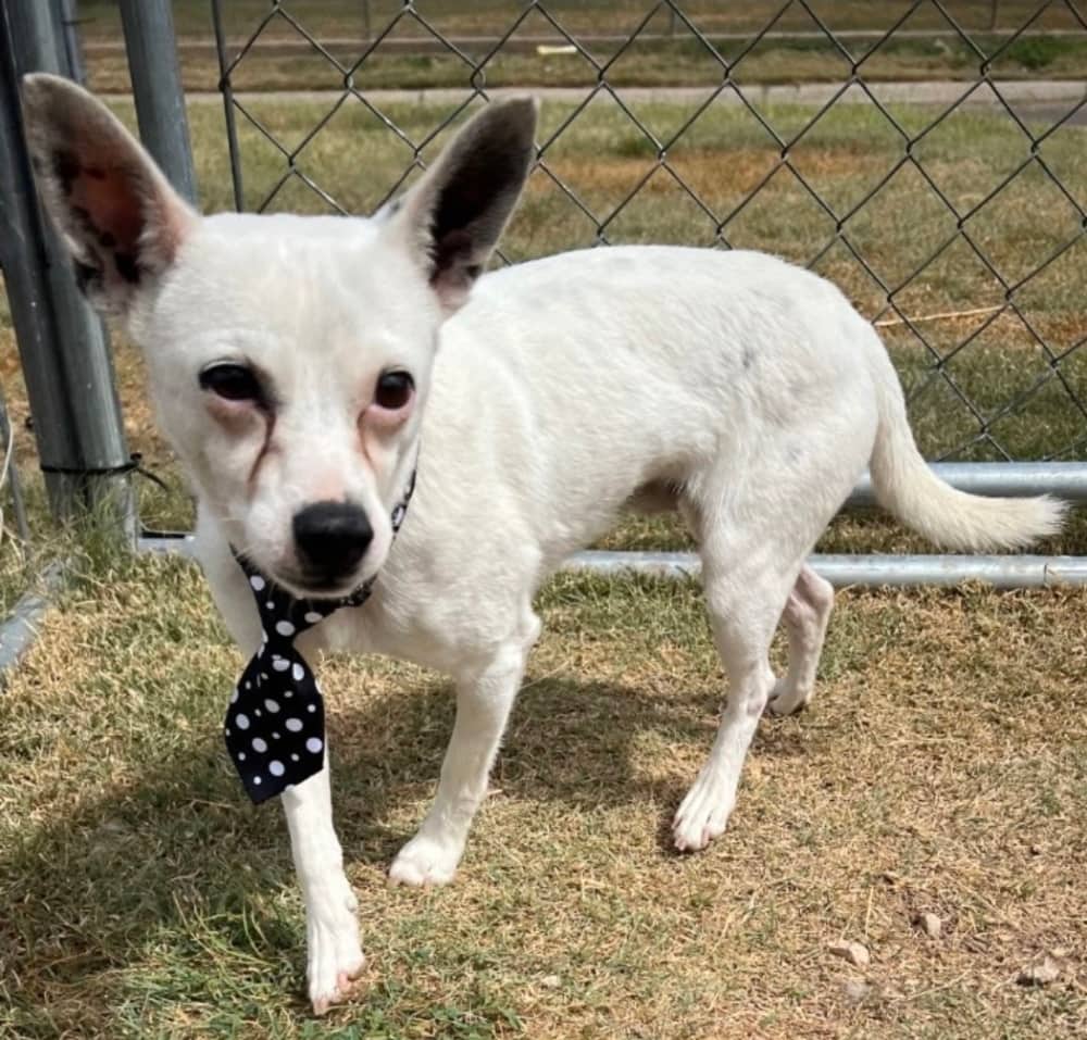 McGill - Mixed Breed available for adoption in Ontario