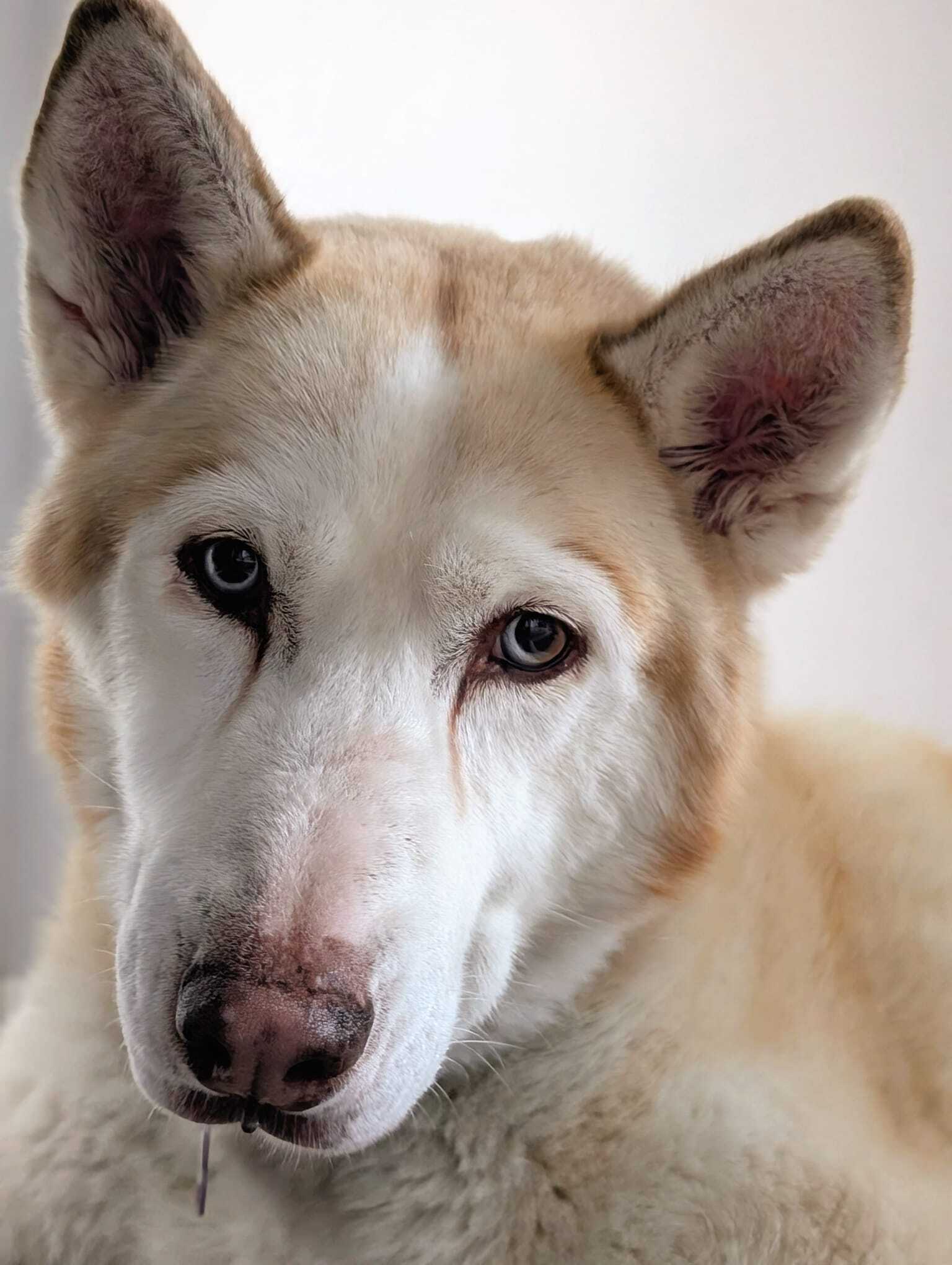 Eau Rouge - Mixed Breed available for adoption in Calgary