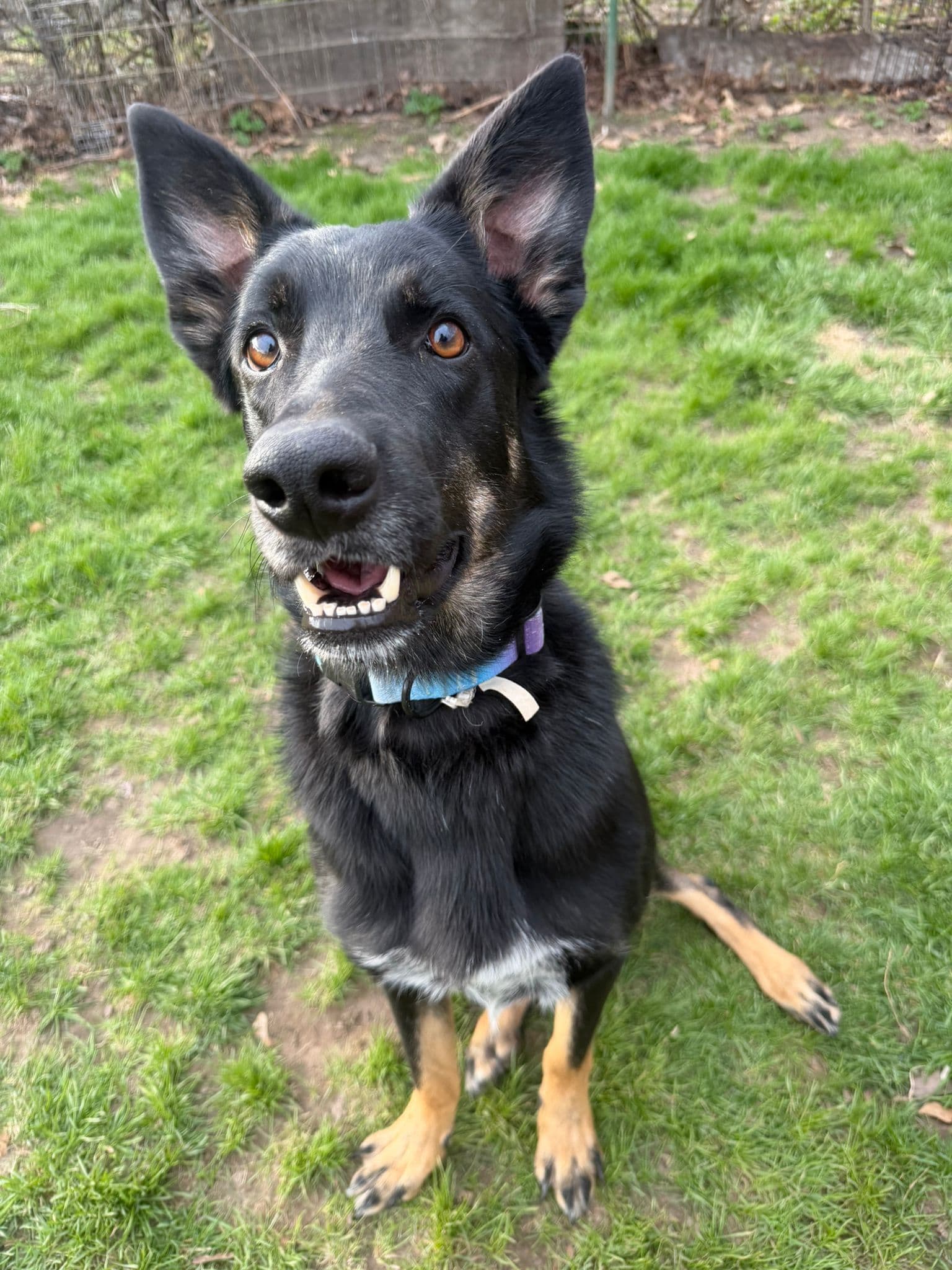 Sprucelet - Mixed Breed available for adoption