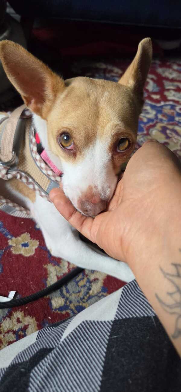Amalfi - Mixed Breed available for adoption