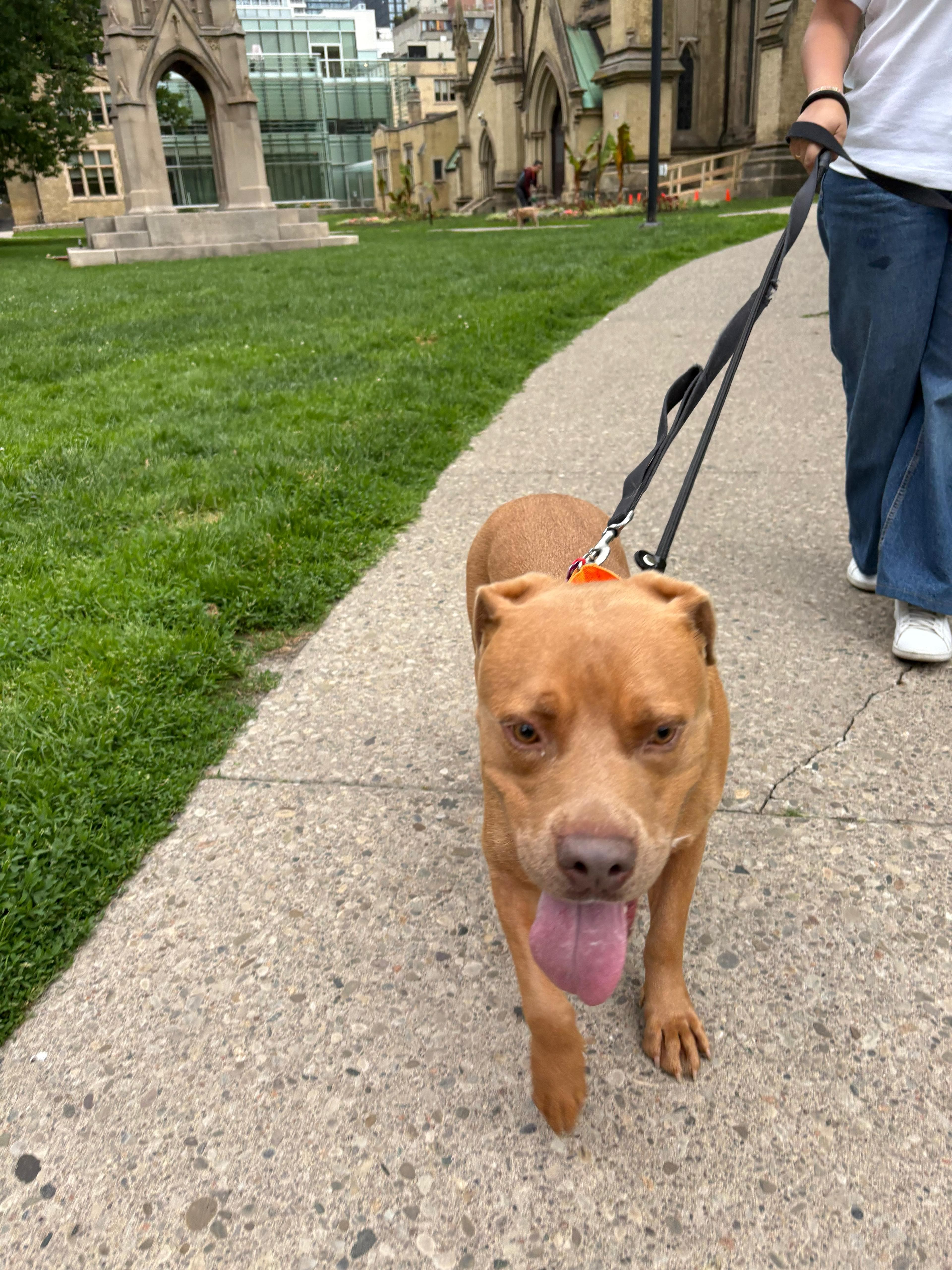 Gianni - Mixed Breed available for adoption