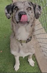 Pompei - Mixed Breed available for adoption