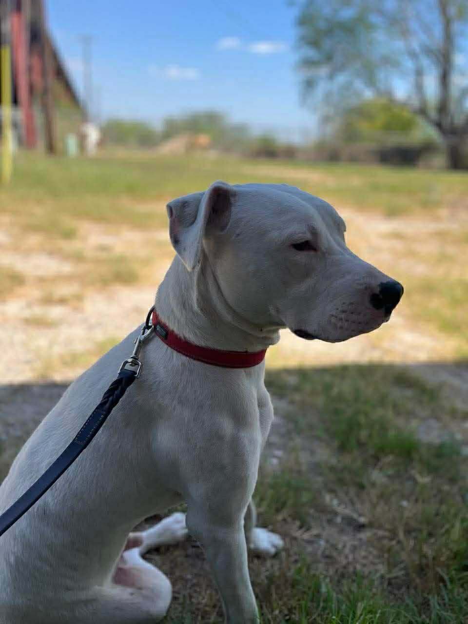 Palermo - Mixed Breed available for adoption