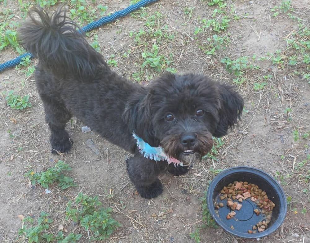 Clove - Mixed Breed available for adoption in Ontario