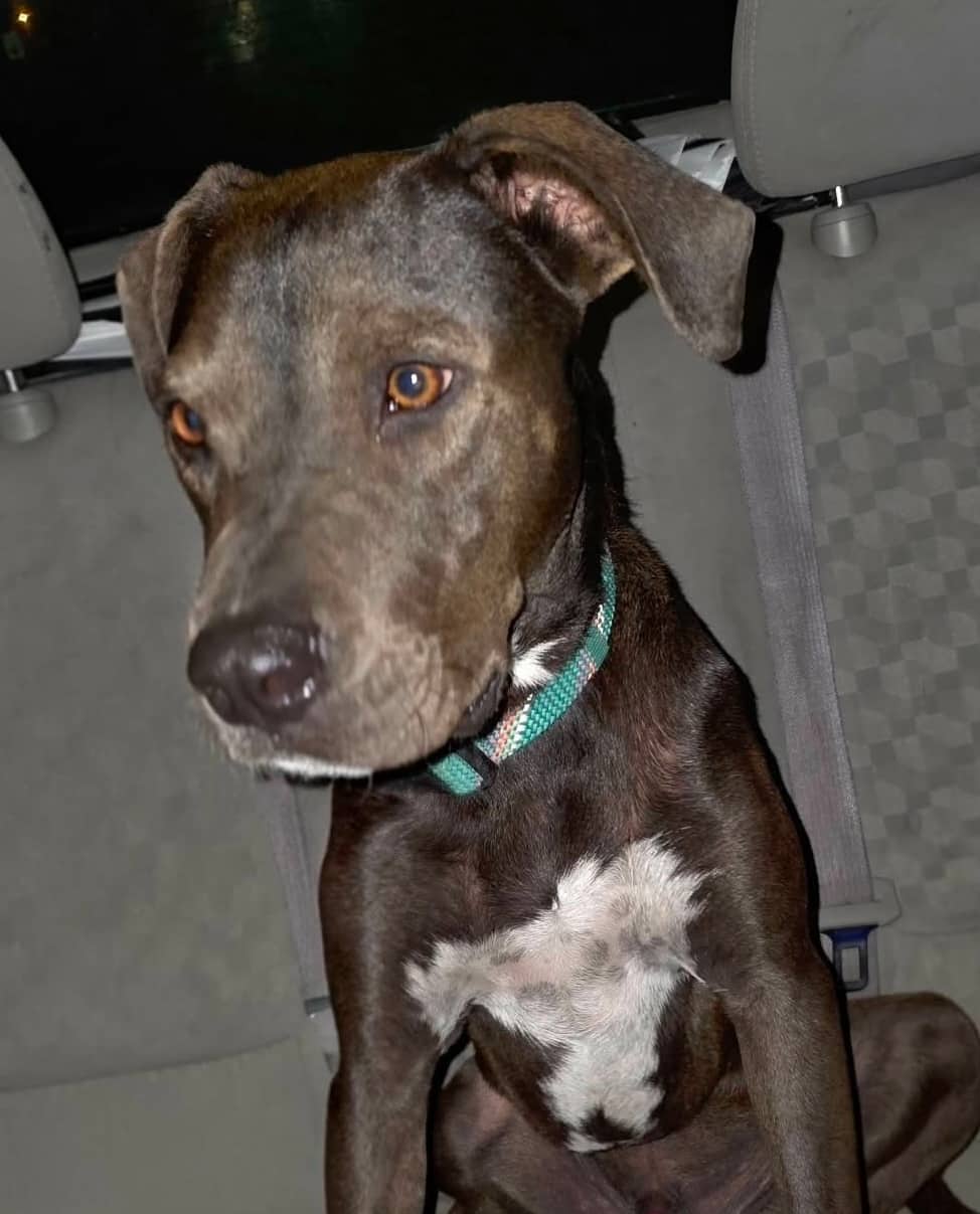 Moonwater - Labrador Retriever Mix available for adoption in Ontario