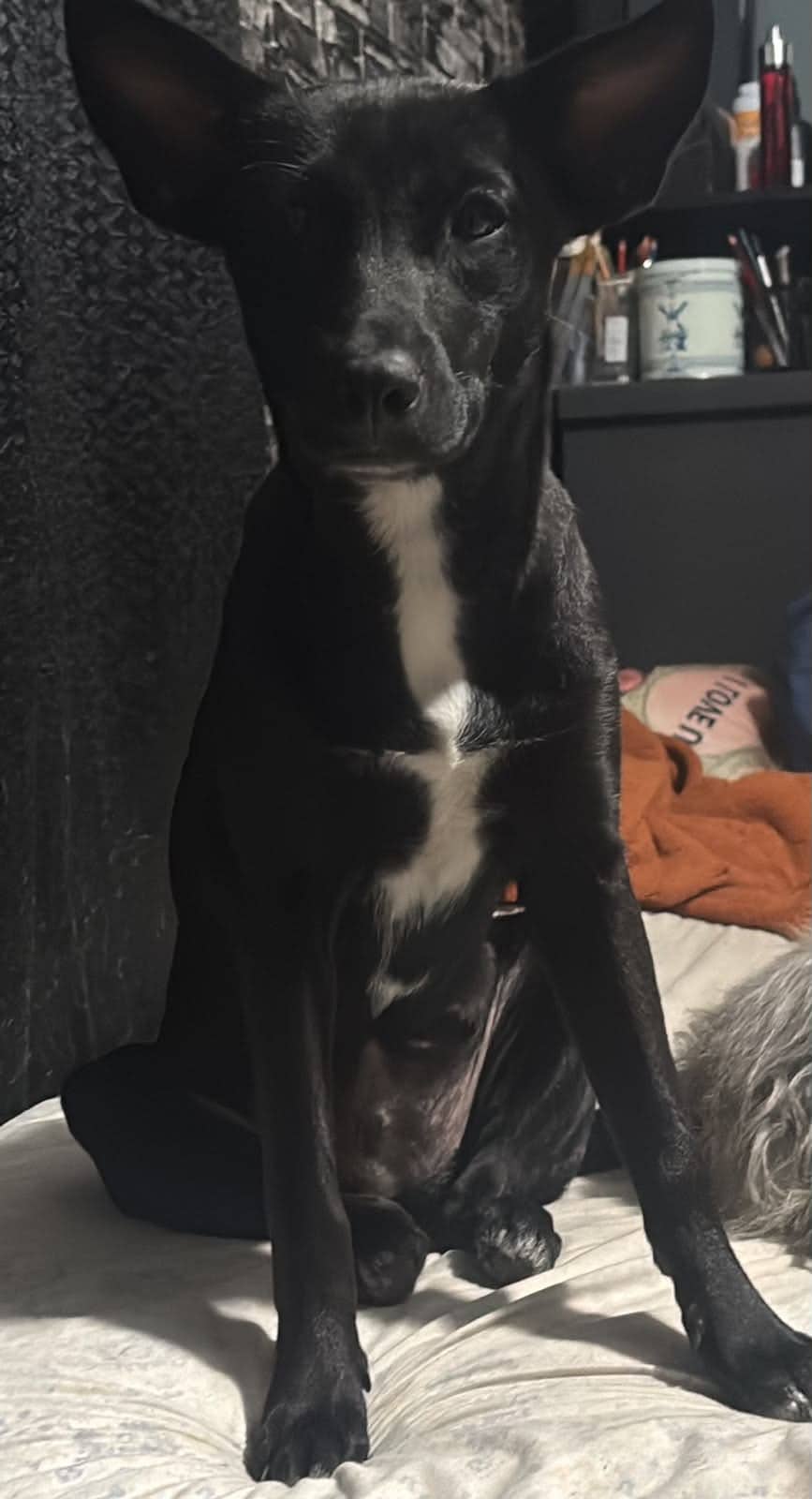 Vervain - Labrador Retriever / Shepherd Mix available for adoption in Ontario
