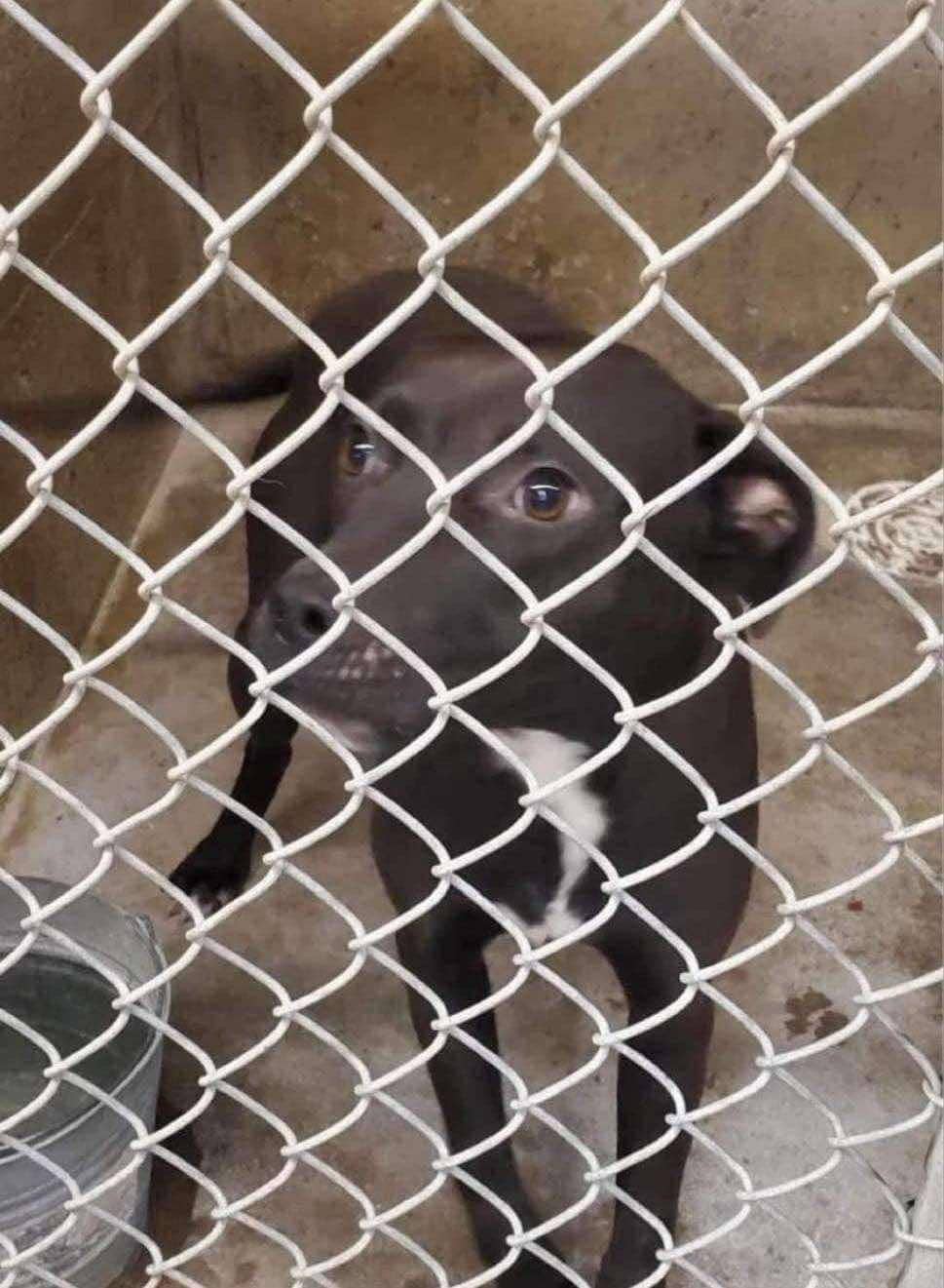 Marsala - Mixed Breed available for adoption