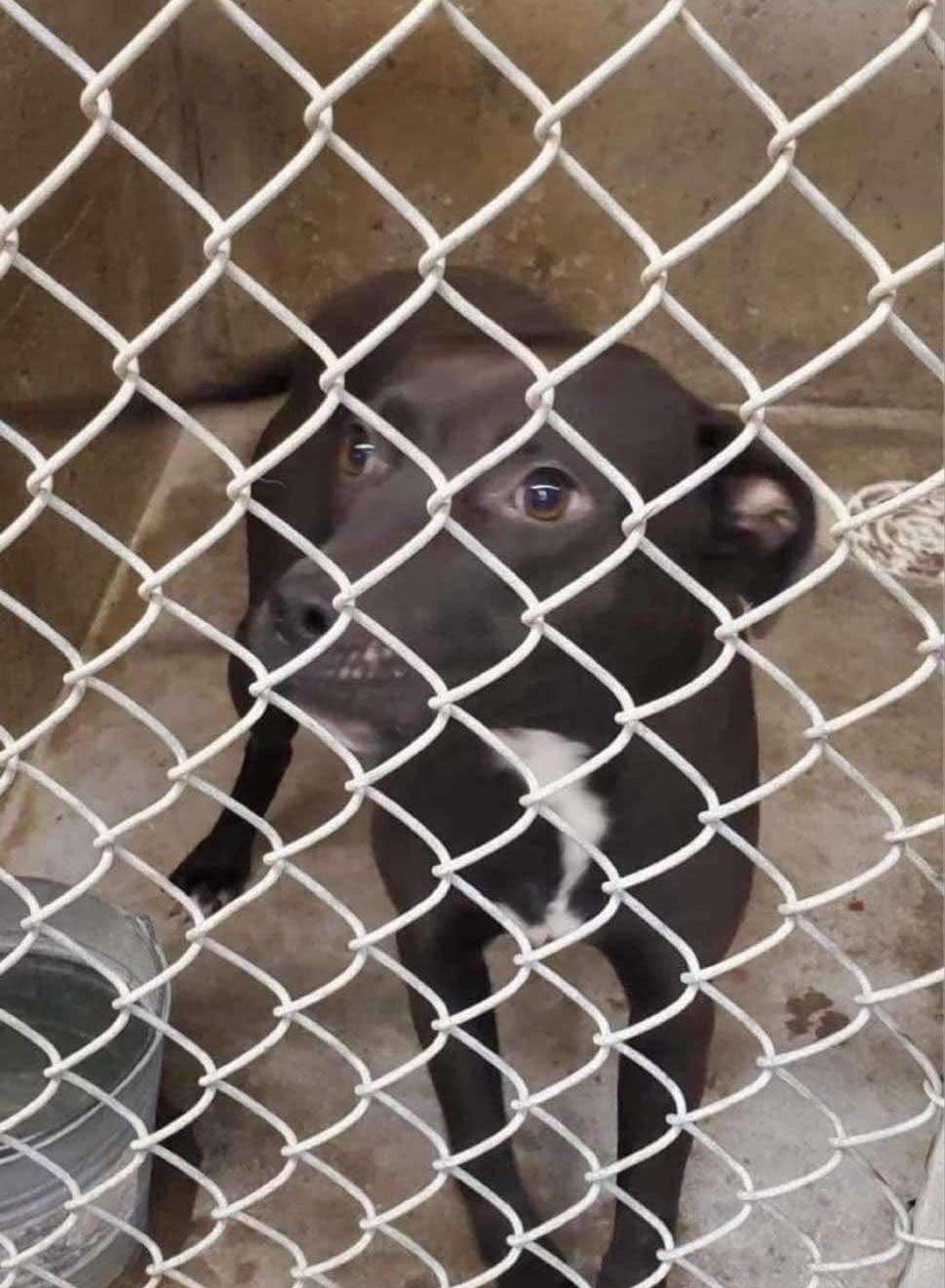 Marsala - Mixed Breed available for adoption