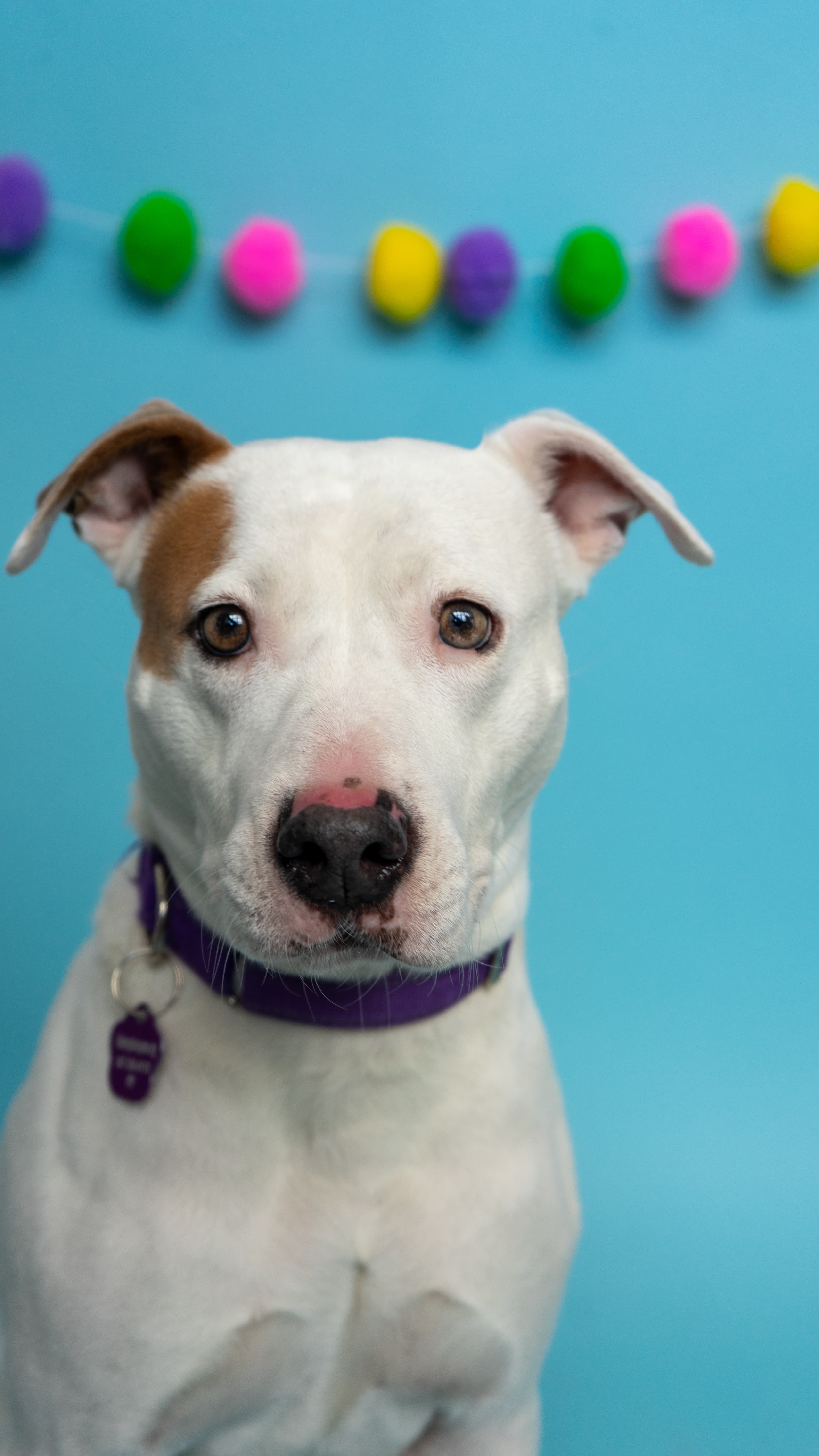 Bunn - Mixed Breed available for adoption