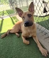 Belladonna - Shepherd Mix available for adoption in Ontario