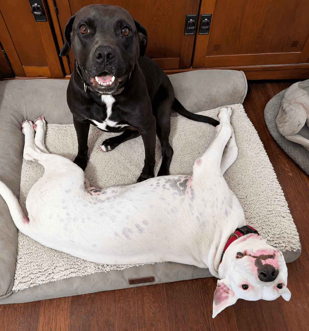 Marsala - Labrador Retriever Mix available for adoption in Ontario