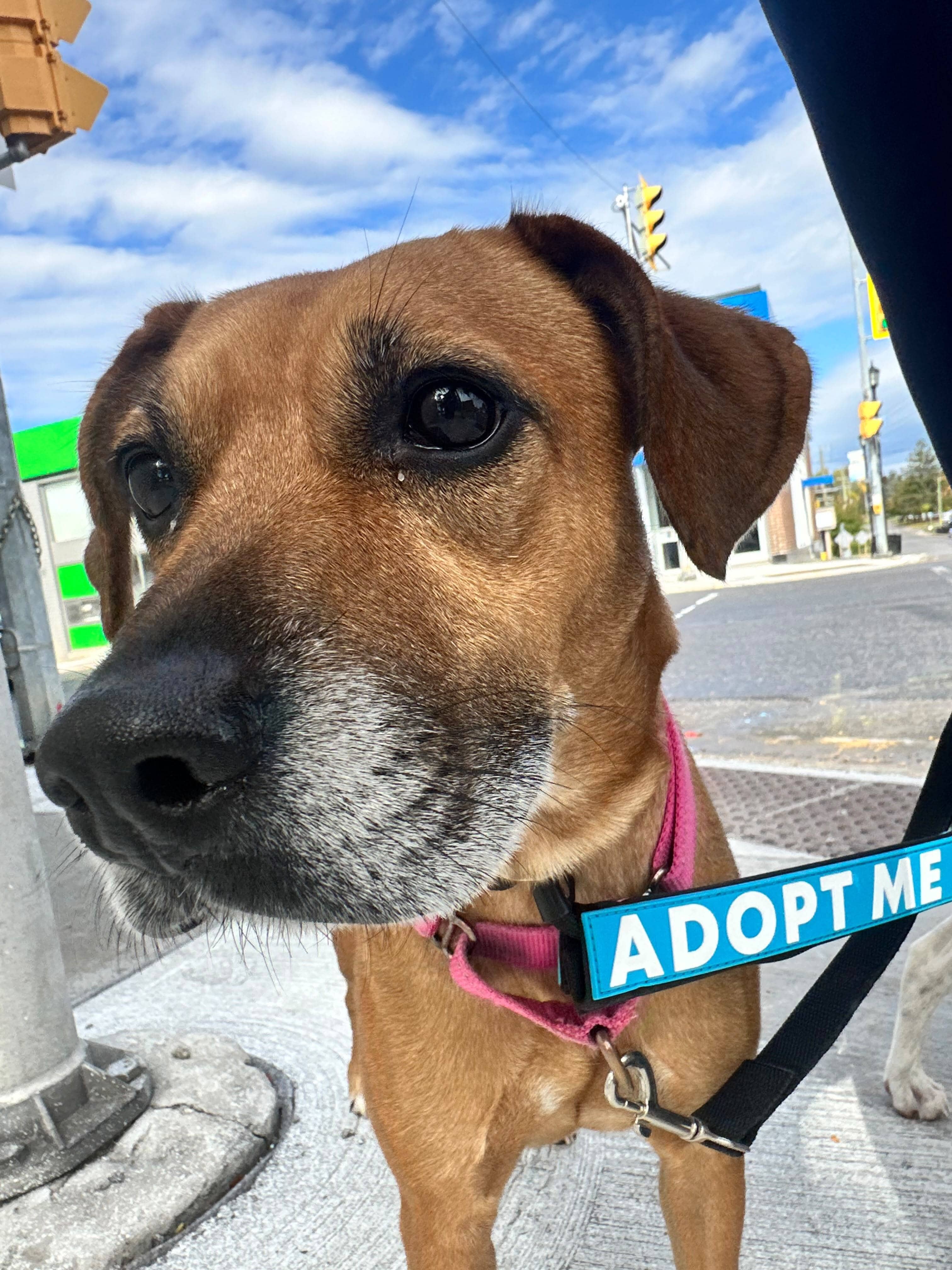 Morel - Mixed Breed available for adoption in Ontario
