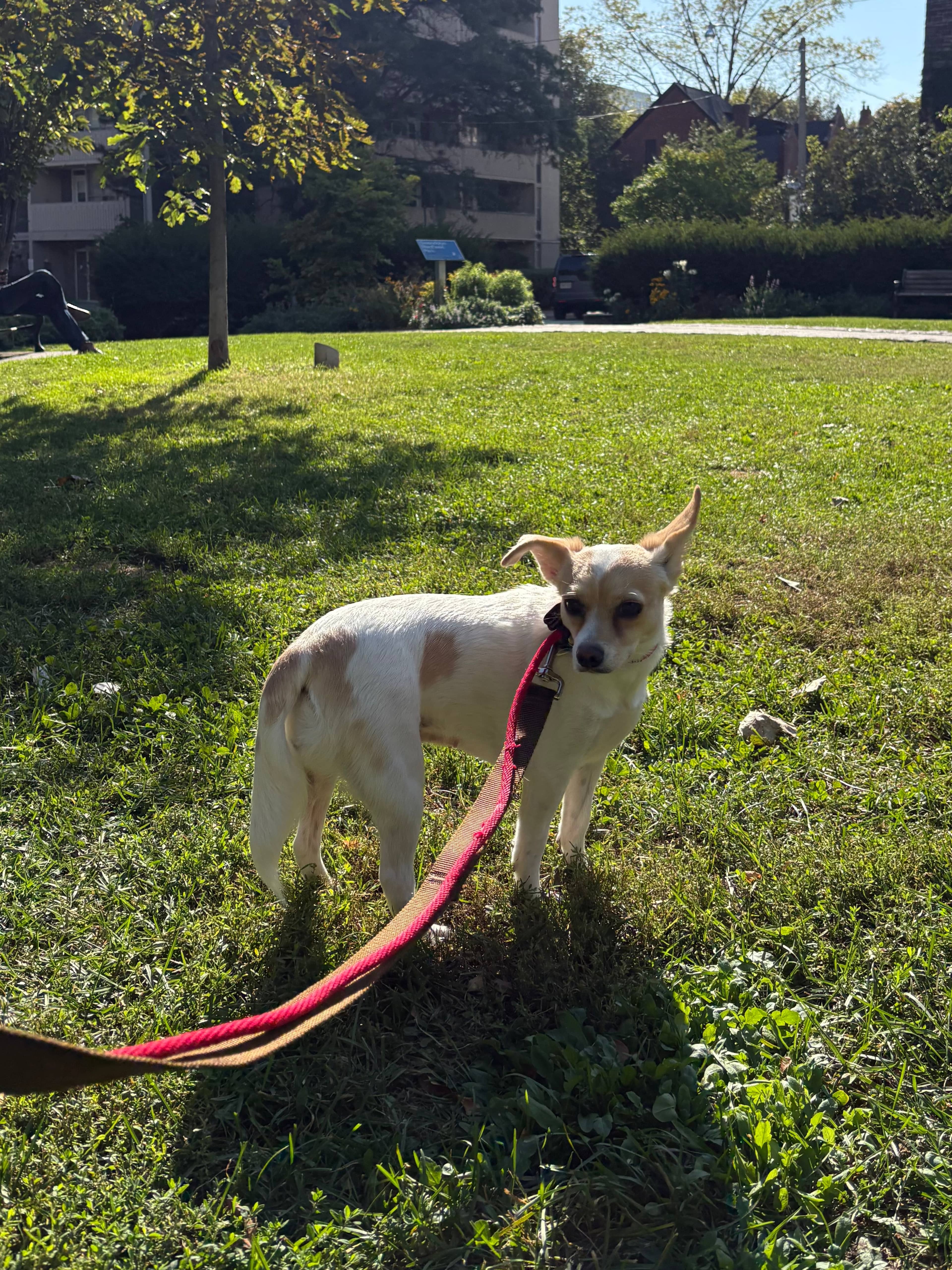 Porridge - Chihuahua Mix available for adoption in Ontario