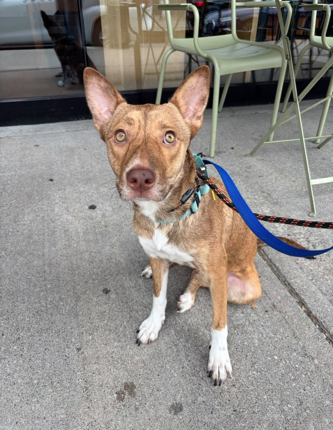 Simon Fraser - Blue Heeler Mix available for adoption in Ontario