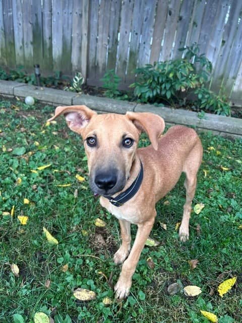 Smokey - Mixed Breed available for adoption in Ontario