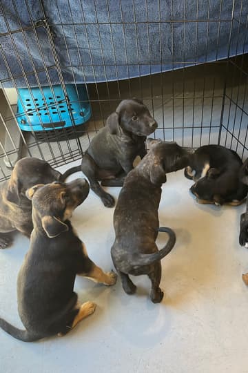 Puppies available to adopt - Mixed Breed available for adoption