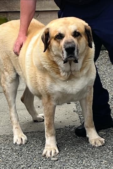 Diesel - Mixed Breed available for adoption in Calgary