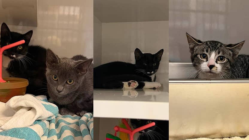 Bay - Domestic Shorthair cat available for adoption at CRD Animal Shelter in Victoria