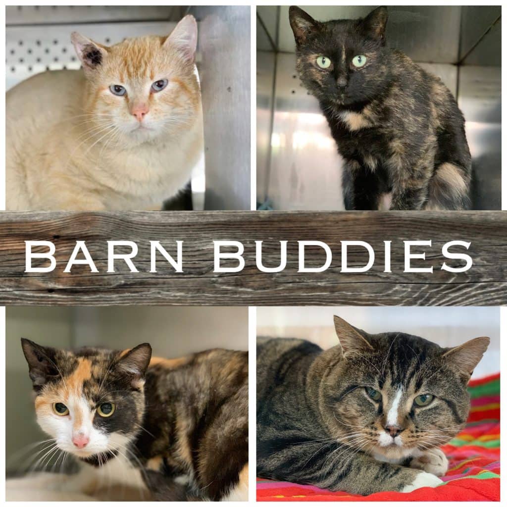 Barn Cats - Mixed cat available for adoption at Cochrane Humane Society in Cochrane