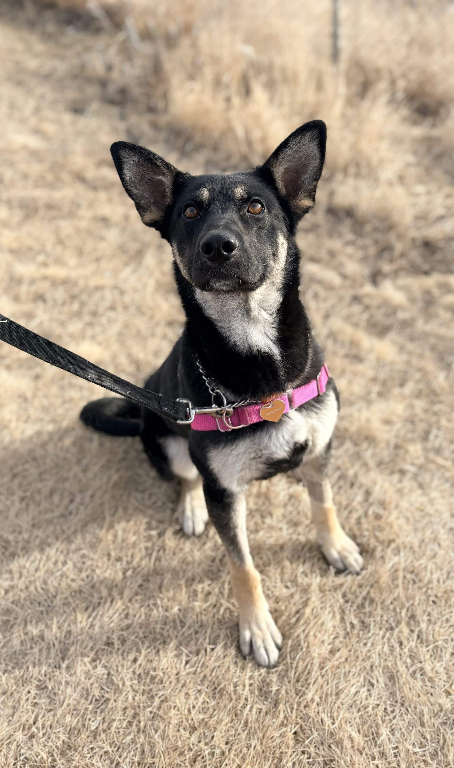 Lara - Mixed available for adoption in Calgary
