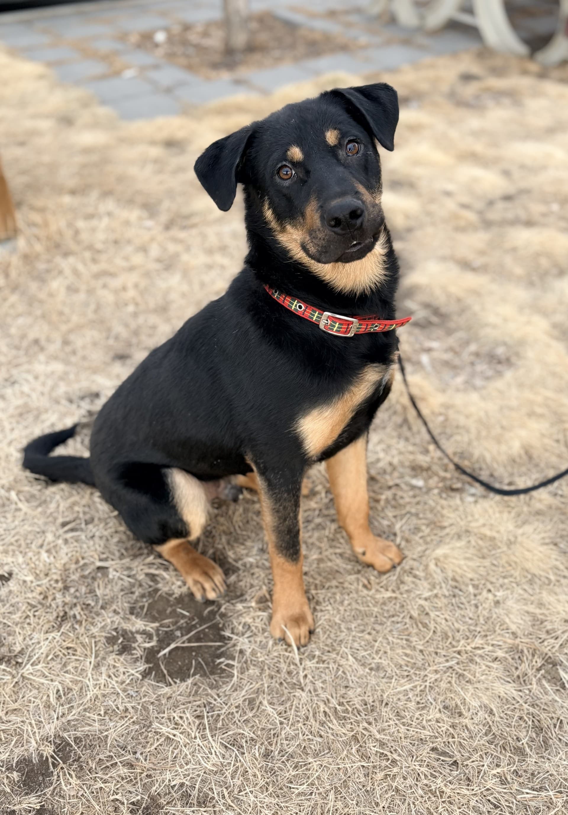 Grover - Mixed available for adoption in Calgary