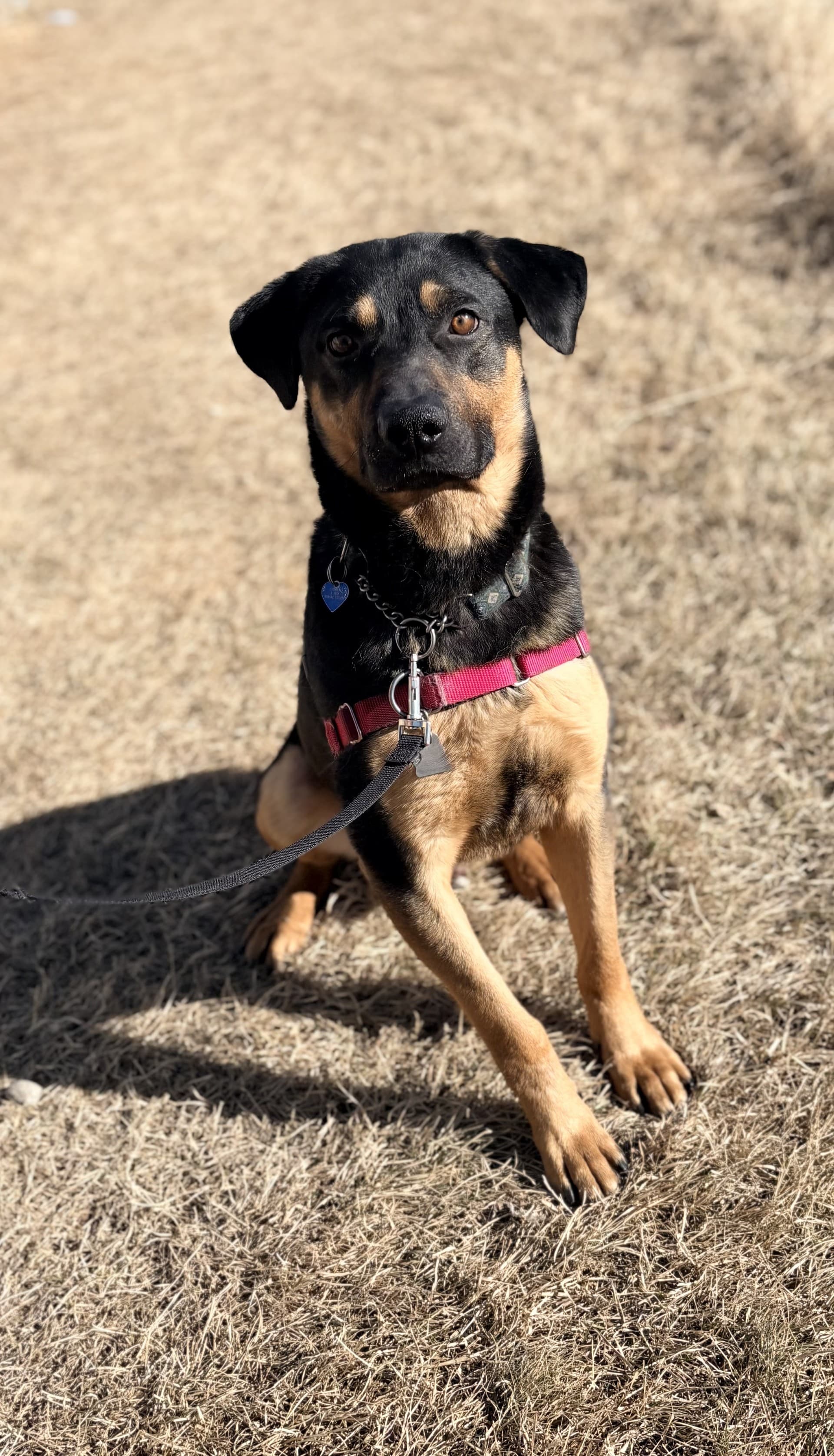 Pebbles - Mixed available for adoption at Cochrane Humane Society in Calgary