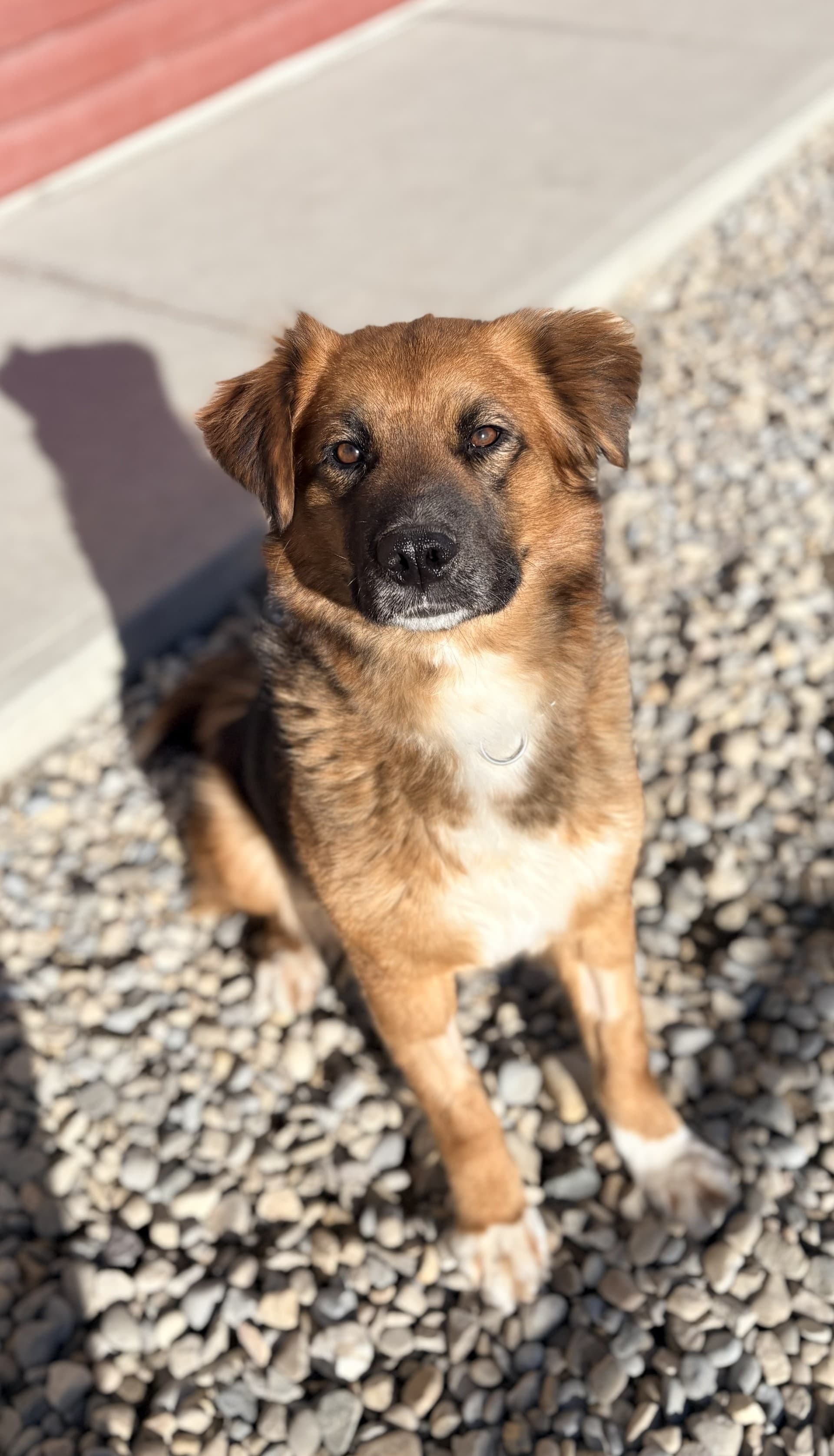 Lark - Mixed available for adoption in Calgary