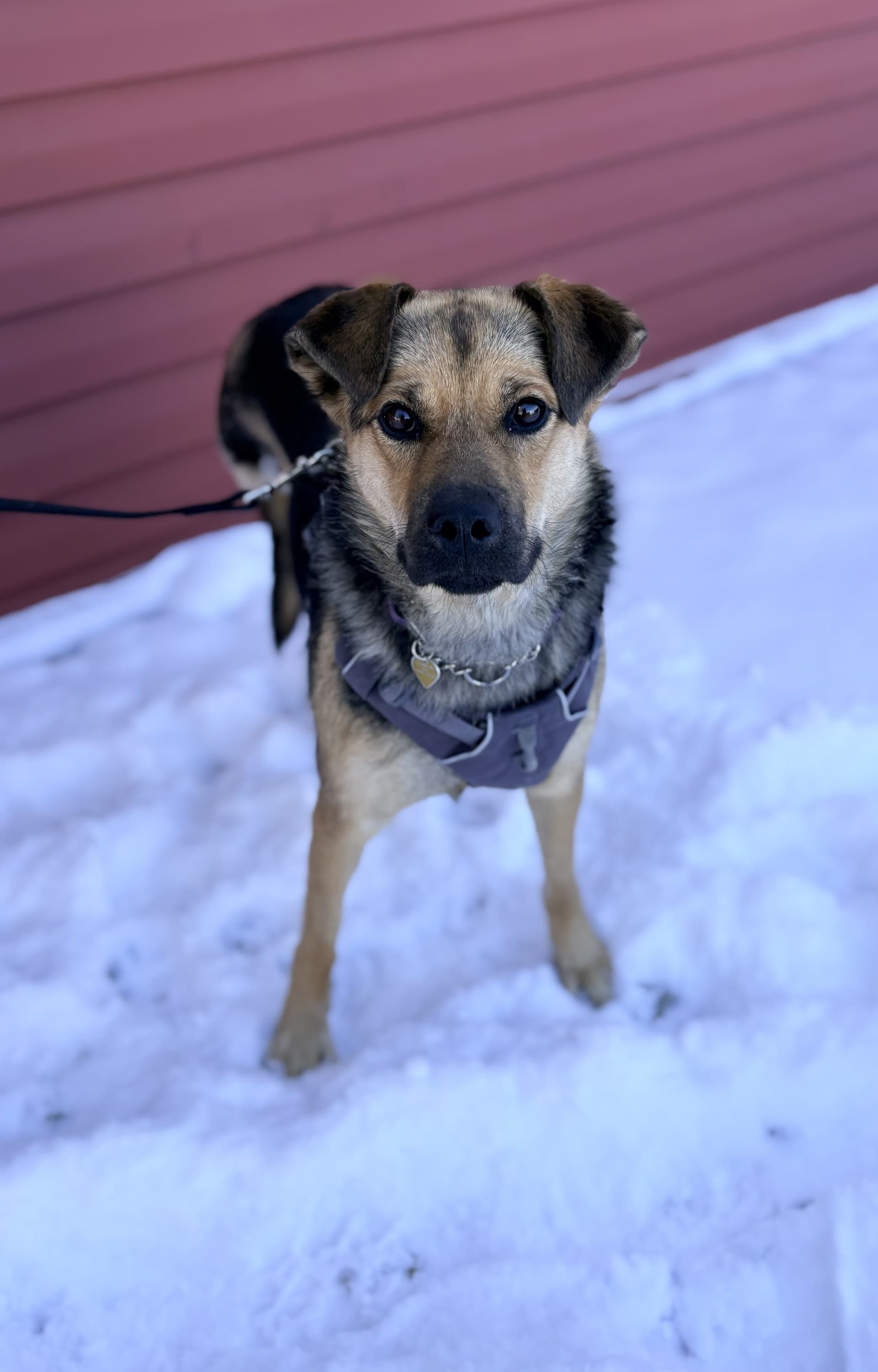 Lorelei - Mixed available for adoption in Calgary