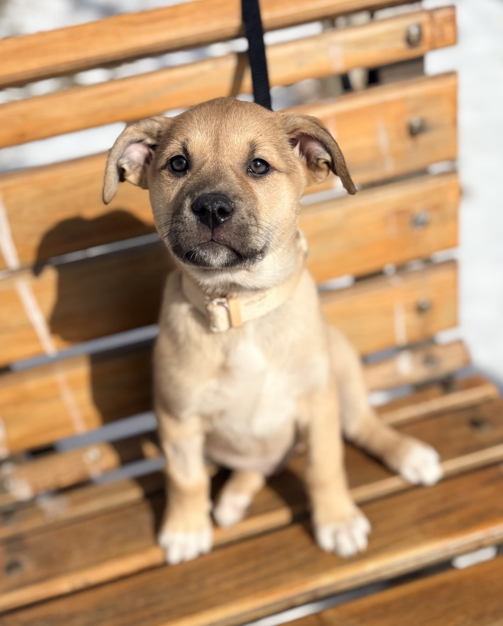 Amelia - Mixed available for adoption at Cochrane Humane Society in Calgary